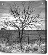 B/w Tree In The Country Acrylic Print