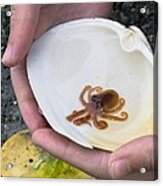 Baby North Pacific Giant Octopus Acrylic Print