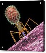 Bacteriophage T4 Injecting Acrylic Print