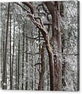 Badbury Clump Acrylic Print