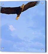 Bald Eagle - The Grand Master 2 Acrylic Print
