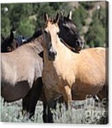 Band Of Friends - Monero Mustangs Sanctuary Acrylic Print