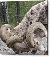 Banff Big Horn Sheep Canadian Rockies Acrylic Print