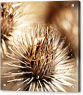 Barnacles Acrylic Print