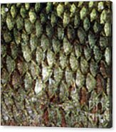 Bass Fish Scales Photograph by Ted Kinsman - Pixels
