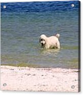 Beach Poodle Acrylic Print