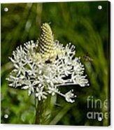 Beargrass Acrylic Print