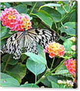 Beautiful Butterfly And Flowers Acrylic Print