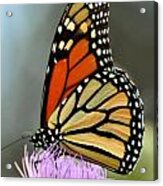 Beautiful Monarch Acrylic Print