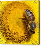 Bee Apidae On Alpine Sunflower Acrylic Print