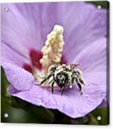 Bee Covered In Pollen Acrylic Print