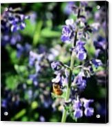 Bee In The Lilacs Acrylic Print