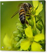 Bee On A Yellow Background Acrylic Print