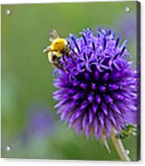 Bee On Garden Flower Acrylic Print