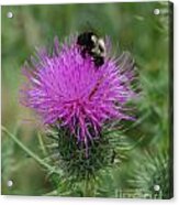 Bee On Thistle Acrylic Print