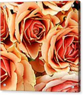 Bergen Roses Acrylic Print