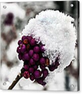 Berry Cold Acrylic Print