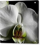 Bianco Orchid Acrylic Print