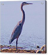 Big Blue Heron At Lake Side Acrylic Print