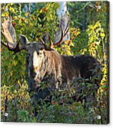 Big Bull Moose Early Morning Light Acrylic Print