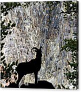 Big Horn Sheep Silhouette Acrylic Print