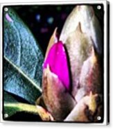 Big Rhododendron Coming...#plant #flower Acrylic Print