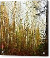 Birch Forest Acrylic Print