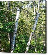 Birch Trees Acrylic Print