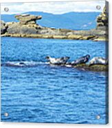 Bird Island Seals Acrylic Print