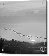 Birds Flying Into The Sunset Acrylic Print