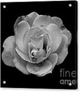 Black And White Rose Acrylic Print