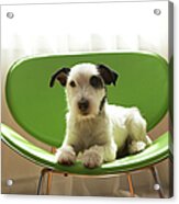 Black And White Terrier Dog Lying On Green Chair By Window Acrylic Print