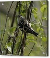 Black And White Warbler Acrylic Print