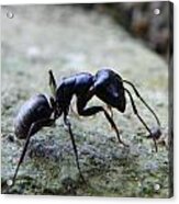 Black Ant 2 Acrylic Print