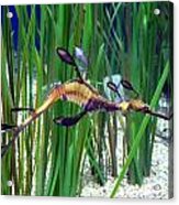 Black Dragon Seahorse Acrylic Print