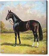Black English Horse Acrylic Print