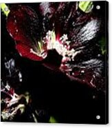 Black Is Beautiful Acrylic Print