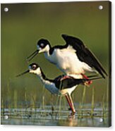 Black Necked Stilt Couple Mating North Acrylic Print