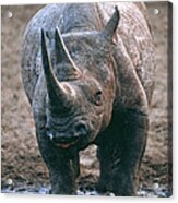 Black Rhinoceros Drinking Acrylic Print