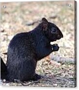 Black Squirrel Of Central Park Acrylic Print