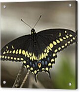 Black Swallowtail Din103 Acrylic Print