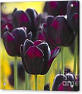 Black Tulips In Yellow Acrylic Print