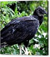 Black Vulture At The Everglades Acrylic Print