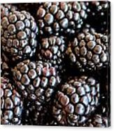 Blackberries Acrylic Print