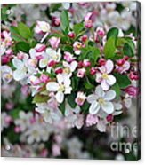 Blossoms On Blossoms Acrylic Print