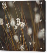 Blowing In The Wind Acrylic Print
