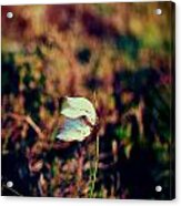 Blowing In The Wind Acrylic Print