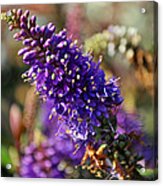 Blue Brush Bloom Acrylic Print