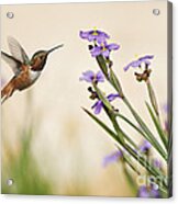 Blue-eyed Grass Wildflowers And Rufous Hummingbird Acrylic Print