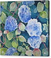 Blue Hydrangea Acrylic Print